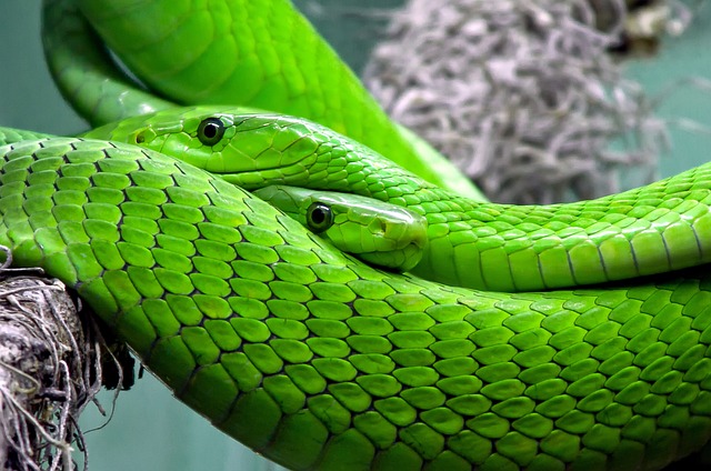 Czy węże od chłodnicy powinny być miękkie czy twarde?