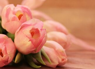 Ile płatków ma tulipan?